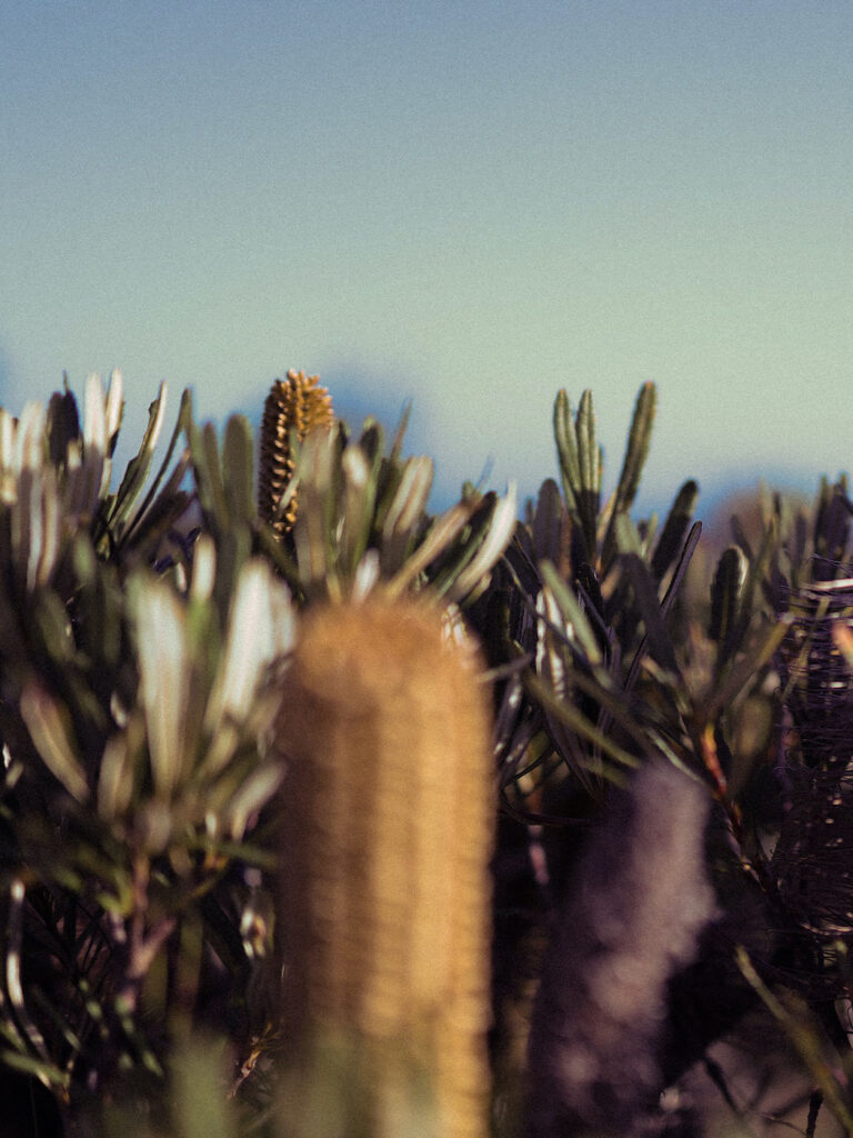 Integrative Medicine Doctor, Integrative Medicine Practitioners Melbourne